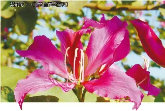 羊年談羊花羊蹄甲和羊躑躅 Pressreader