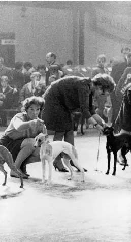  ??  ?? Whippets, Manchester Dog Show, 1966