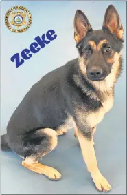  ?? SUBMITTED PHOTO ?? Zeeke is a newK-9member at the Chester County Sheriff’s Office.