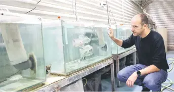  ?? ?? Scientist Jakob Biran checks a fish aquarium at the department of animal science in Israel’s state-funded Volcani Institute in Bet Dagan near Tel Aviv.