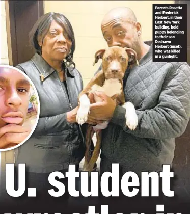  ??  ?? Parents Rosetta and Frederick Herbert, in their East New York building, hold puppy belonging to their son Deshawn Herbert (inset), who was killed in a gunfight.