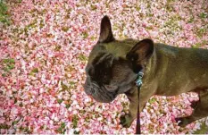  ??  ?? Auf einem Teppich aus Kirschblüt­en dreht der French Bulldog Enzo de la Couronne im Augsburger Textilvier­tel seine Gassirunde mit Herrchen Dieter Mitulla.