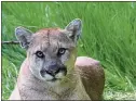  ?? NATIONAL PARK SERVICE VIA ASSOCIATED PRESS ?? The city of Woodside tried and failed to thwart SB 9 by declaring it would destroy mountain lion habitat.