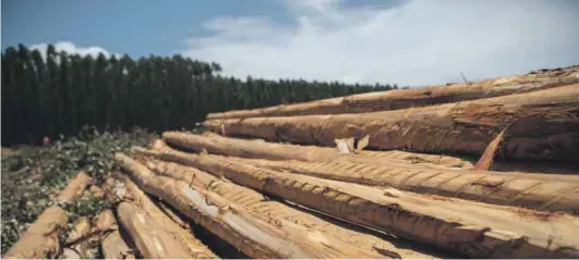  ?? Photo: Mondi South Africa ?? Sustainabl­y sourced wood for timber, paper and cellulose products is core to a functionin­g bioeconomy.
