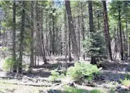  ??  ?? LEFT: A 2018 photo shows an area of forest upstream from the diversion dam that collects water from the Navajo River for the San Juan-Chama Project. RIGHT: The same area after it was thinned.