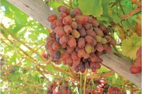  ?? JEANDRĖ VAN DER WALT ?? ABOVE RIGHT: The South African Table Grape Industry estimates that between 63,2 million and 70,1 million cartons will be harvested in the 2018/2019 season.