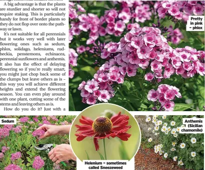  ?? ?? Sedum
Helenium – sometimes called Sneezeweed
Pretty in pink – phlox
Anthemis (Sicilian chamomile)