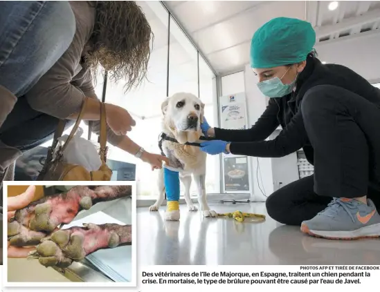  ?? PHOTOS AFP ET TIRÉE DE FACEBOOK ?? Des vétérinair­es de l’île de Majorque, en Espagne, traitent un chien pendant la crise. En mortaise, le type de brûlure pouvant être causé par l’eau de Javel.