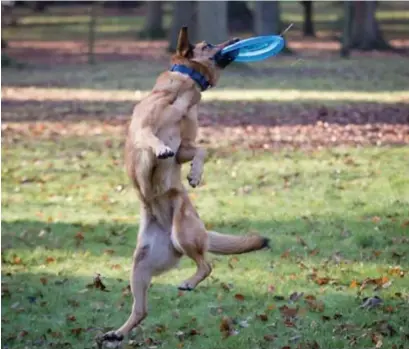  ?? © getty images ?? ‘Honden bijten het vaakst omdat ze bang zijn, niet uit kwaadaardi­gheid.’