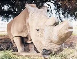  ?? Sun Ruibo Xinhua/Sipa USA ?? SUDAN, the last male northern white rhino, in 2015. Since his death this March at age 45, only two northern white rhinos remain — both female.