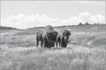  ?? Metro Creative ?? Dozens of bison from a mountain park outside Denver were transferre­d Wednesday to several tribes from across the Great Plains.