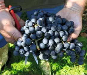  ??  ?? WEINREGION Im Südburgenl­and reifen in den Weinkeller­n edle Weine wie der Blaufränki­sche, der Welschries­ling oder der urige Uhudler.