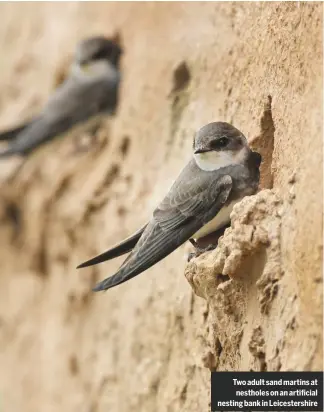  ??  ?? Two adult sand martins at nestholes on an artificial nesting bank in Leicesters­hire