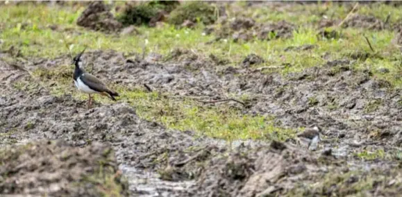  ?? FOTO JORIS HERREGODS ?? Een van de kieviten die na het maaien teruggekee­rd is naar de weide.