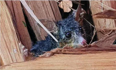  ??  ?? SCARED AND TRAPPED: A possum and its baby trapped in branches of a tree in Sunday’s storm.