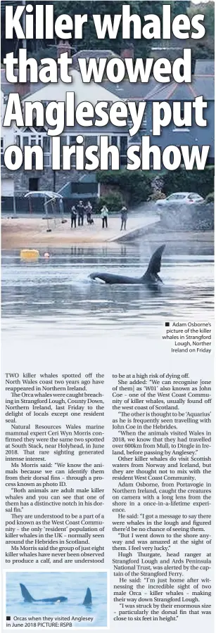  ??  ?? ■ Orcas when they visited Anglesey in June 2018 PICTURE: RSPB
■ Adam Osborne’s picture of the killer whales in Strangford Lough, Norther Ireland on Friday