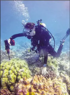  ?? ALYSSA ATWOOD, NOAA / GEORGIA TECH VIA AP ?? Georgia Tech climate scientist Kim Cobb works at the remote Pacific island of Kiritimati, finding a bit of hope and life amid what in April was a ghost town of dead coral.