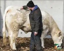 ??  ?? Niall tending to one ofthe prize cattle at Bostonia Charolais