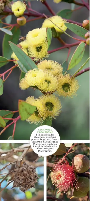  ??  ?? CLOCKWISE FROM ABOVE Bell-fruited mallee (Eucalyptus preissiana)
produces large, sunny owers; the owers of Ooldea mallee (E. youngiana) burst open from globular buds; spiky fruit of bushy yate (E. lehmannii).