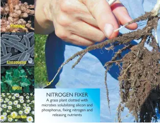 ??  ?? NITROGEN FIXER A grass plant clotted with microbes solubilizi­ng silicon and phosphorus, fixing nitrogen and releasing nutrients