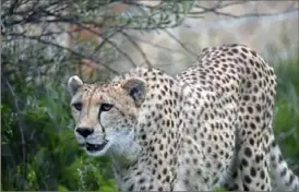  ?? Lucy Schaly/Post-Gazette ?? A cheetah comes close to visitors on the zoo’s opening day, June 5.