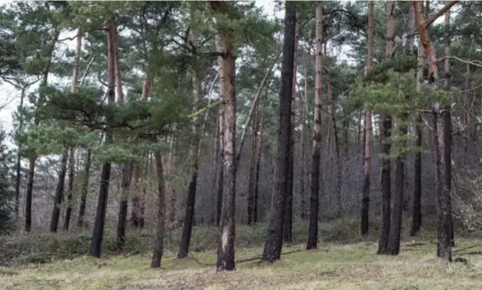  ?? © Gert Verbelen ?? Het meerdalwou­d, onderdeel van het nieuwe Nationaal Park Brabantse Wouden. Gaat dat zien.