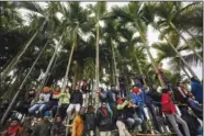  ?? ?? Villagers climb betel nut trees to get a better view of a buffalo fight Jan. 16 at Ahotguri village.