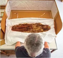  ??  ?? Chilean anthropolo­gist Veronica Silva shows one of the mummies from the ancient Chinchorro culture at the National Museum of Natural History in Santiago, on December 16, 2016.