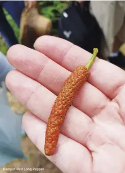  ??  ?? Kampot Red Long Pepper