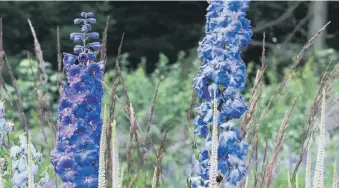  ?? ?? EARLY SHOW: Sow seed now for delphinium­s to hopefully marvel at come summertime.