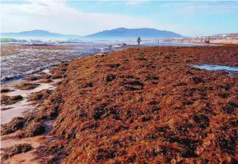  ?? FOTOS:EP Y LA RAZÓN ?? Alga asiática en la costa de Málaga