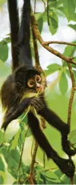  ?? Foto: dpa ?? Ein hangelnder Lemur auf der afrikani schen Insel Madagaskar.