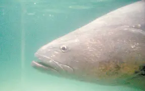  ?? ?? La totoaba es una especie endémica del Alto Golfo de California.