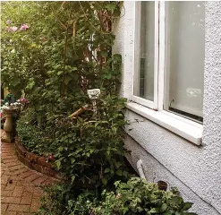  ??  ?? De Jong, left, dubbed Britain’s worst neighbour, let the bamboo plant grow in front of window on the right