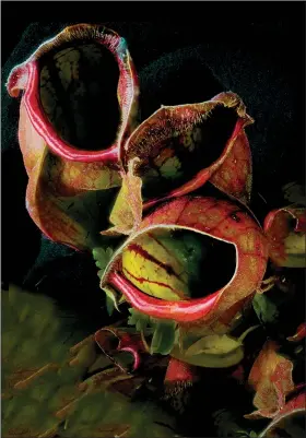  ?? The Washington Post/BERT GF SHANKMAN ?? The purple pitcher plant is distinguis­hed by its plump, squat pitchers.