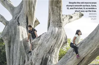  ?? BRADEN FASTIER/ STUFF ?? Despite the old macrocarpa stump’s smooth surface, Sana, 12, and Parichat, 9, scramble a short way up the tree.