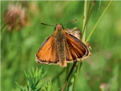  ??  ?? Above: Small Skipper. Left: Tortoisesh­ell on a daisy. Top right: Peacock.