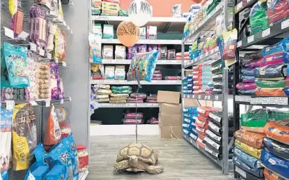  ?? LISA MARIA GARZA/STAFF ?? Fred, a 19-year-old Sulcata tortoise, crawls through an aisle at Petland Orlando South during his birthday party.