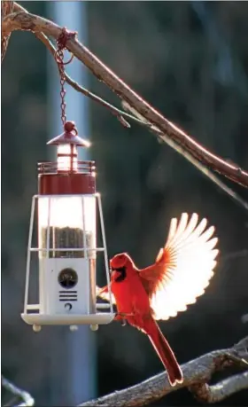  ?? SUBMITTED PHOTO - LEANN SACKS ?? A cardinal at the bird feeder.