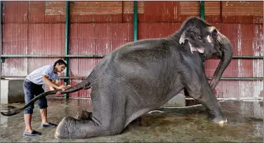  ?? REUTERS ?? A handler bathes Coconut, a female elephant, at theWildlif­e SOS Elephant Conservati­on and Care Center run by a non-government­al organisati­on at Mathura, on 17 November. The picture was released on 18 November.