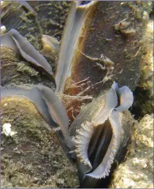  ??  ?? The Freshwater Pearl Mussel is threatened with extinction in Ireland due to poor water quality.