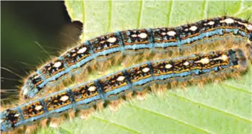  ??  ?? When the fall army worm was first detected across Southern Africa last year, more than 130 000 hectares of mostly maize were hit