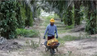  ?? FOTO REUTERS ?? Onder druk van Maleisië en Indonesië zette de Europese Commissie een aantal achterpoor­tjes open zodat palmolie toch nog in brandstof gebruikt kan worden.