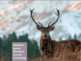  ??  ?? Numbers game: Red deer are not increasing