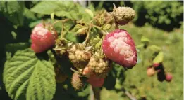  ?? MIRI TALABAC ?? Symptoms of white drupelet disorder on raspberry plants.