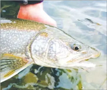  ??  ?? Fall turnover is as good as a ringing dinner bell for our more predatoril­y-inclined gamefish species, not the least of which is the lake trout.