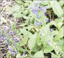  ?? ?? Meadow Sage