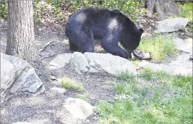  ?? Tina Heidrich / Contribute­d photo ?? A black bear eats birdseed from a feeder it knocked down outside a house in Brookfield on Aug. 29.