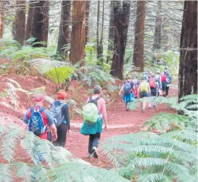  ?? Photo / Supplied ?? The Monday Walkers make their way through huge redwoods as part of a 14km loop track of the Waikato River, between Huka Falls and Control Gates Bridge.