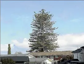  ?? JAMES PASLEY/FAIRFAX NZ ?? A Norfolk pine on Arthur St in Ellerslie will be chopped down on Wednesday.